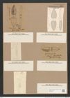 Navicula gallapagensis Cleve (de-Toni-Nr.: Genus 1, Species 356) Zeichnungen Sammlung Grunow Nr. 801 (NHMW-BOT-W0367224)